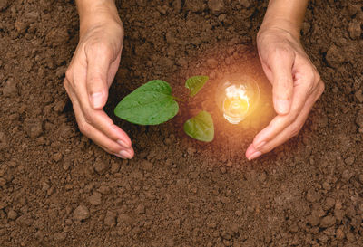 Cropped hands by illuminated light bulb and sapling