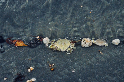 High angle view of dry leaves in water