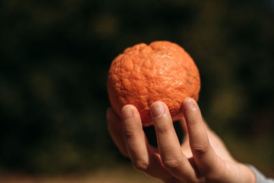 Close-up of hand holding apple