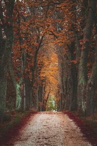 Road amidst trees in forest during autumn