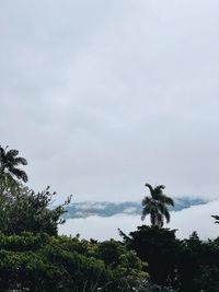 Low angle view of coconut palm trees against sky