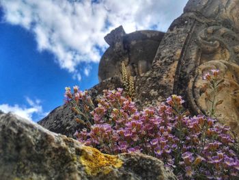 Low angle view of flowering plants by rocks against sky