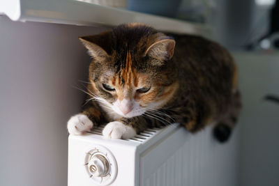 Fluffy cat lying on warm radiator battery. multi colored kitty feel comfortable sleep on hot heater