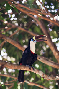 Close-up of bird perching on tree