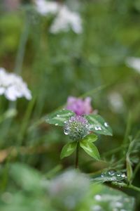 Close-up of flowering plant
