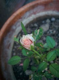 High angle view of rose blooming outdoors