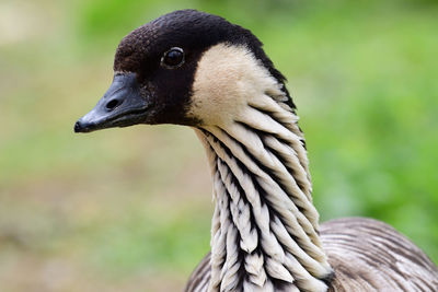 Head shot of a nene goose 