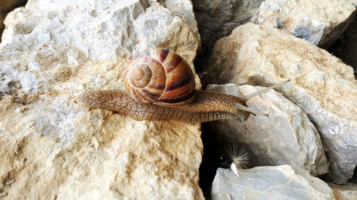 Brown long big snail round shell with stripes and with long horns.