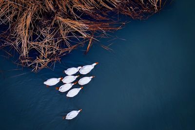 High angle view of floating on lake