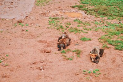 High angle view of animal lying on land