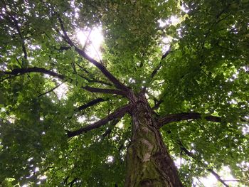 Low angle view of tree against sky