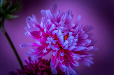 Close-up of purple flowers