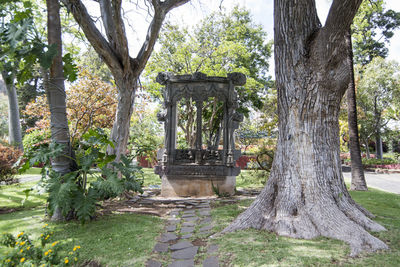 Trees in park