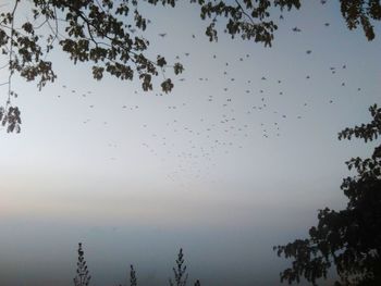 Low angle view of birds flying against sky