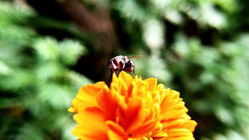 Close-up of bee pollinating on yellow flower