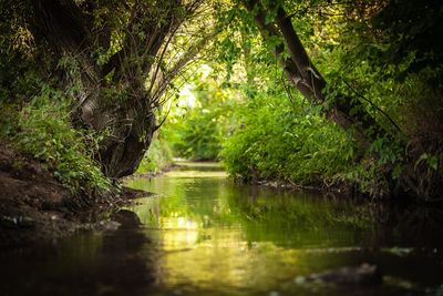 Scenic view of lake in forest