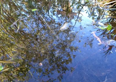 Low angle view of plants by lake against sky