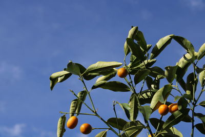 Low angle view of fruits growing on tree against sky