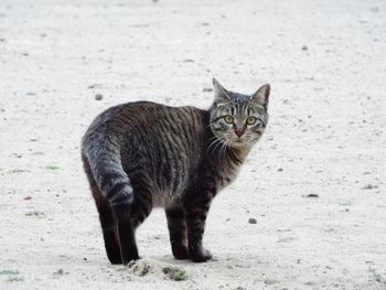 Portrait of cat standing on field