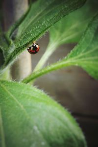 Close-up of ladybug on leaf