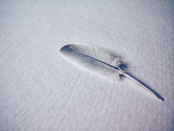 Close-up of feather on table