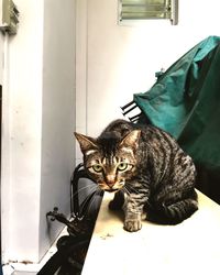 Portrait of cat sitting