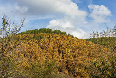 Low angle view of plants on land against sky