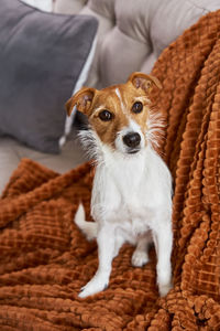 Portrait of dog on sofa at home