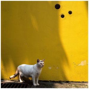 Portrait of cat on yellow wall