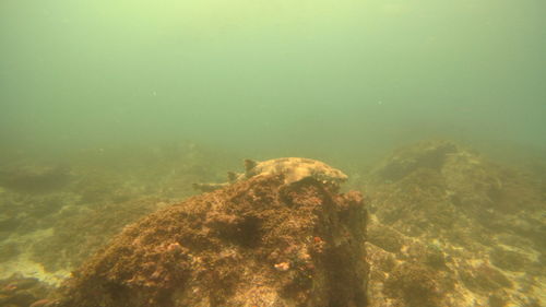 View of coral swimming in sea