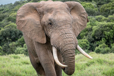 Close-up of elephant