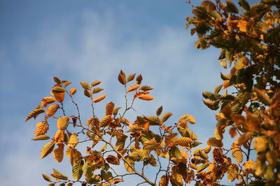 Low angle view of tree against sky