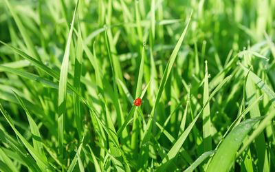 Close-up of ladybug on grass