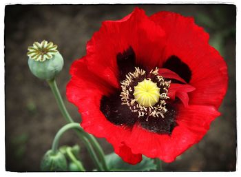 Close-up of red poppy blooming outdoors