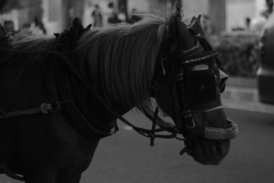 Horse cart in a city