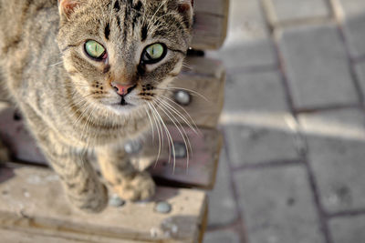 Cute cat green eye on the street