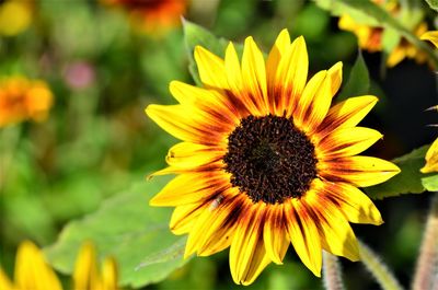 Close-up of yellow sunflower