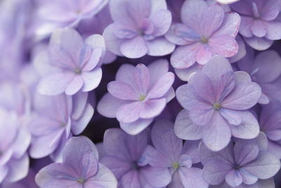 Close-up of purple flowering plants