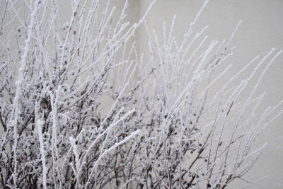 Full frame shot of frozen plants