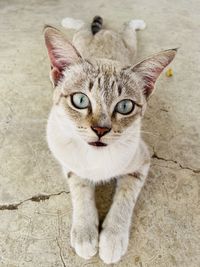 Portrait of cat on footpath