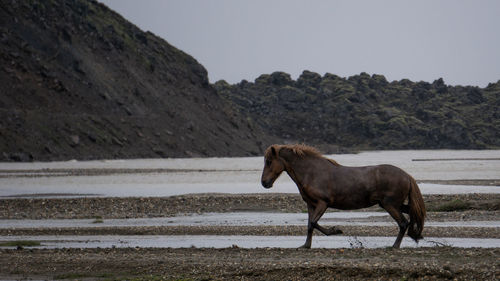 Horse standing on a land