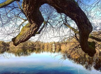 Bare tree by lake against sky