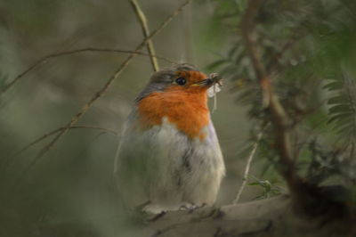 Close-up of bird perching on branch