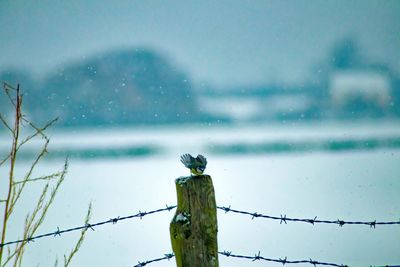 Bird perching on snow against sky