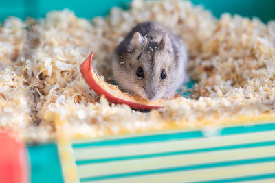 Funny hamster peeking out of cage, selective focus