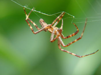 Close-up of spider on web