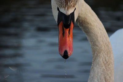 Close-up of swan in lake