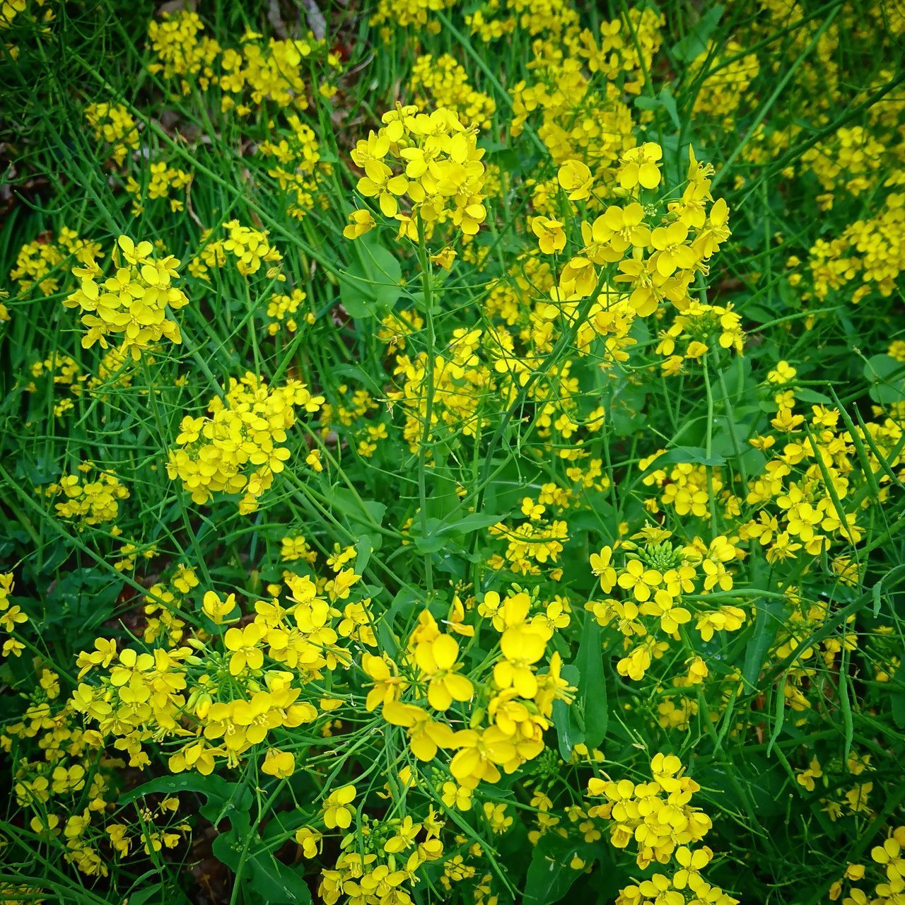 yellow, flower, nature, growth, blossom, vibrant color, plant, beauty in nature, fragility, blooming, freshness, day, outdoors, no people