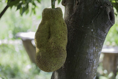 jackfruit