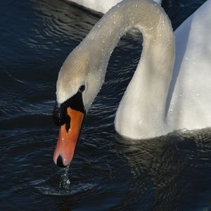 Close-up of swan drinking water